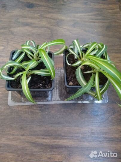 Комнатные растения