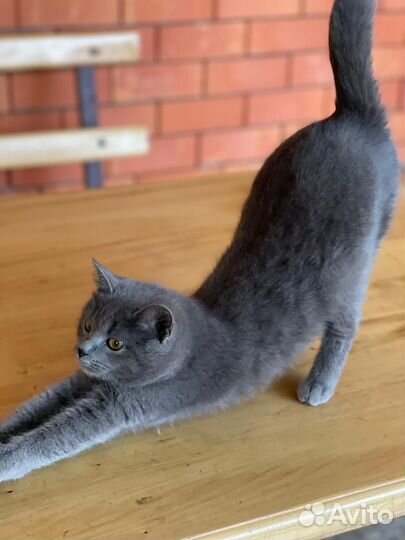 Британская