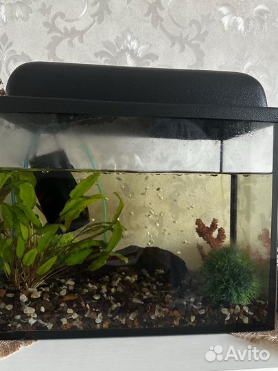 Аквариум