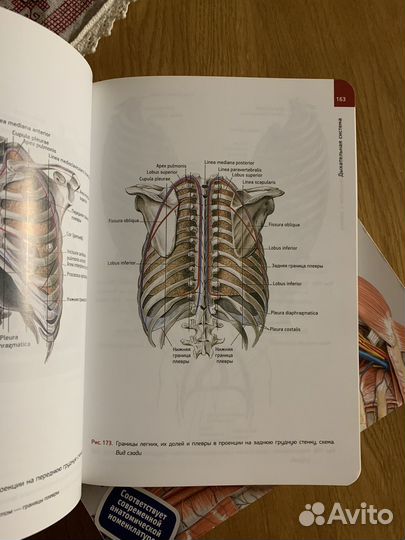 Атлас анатомии человека М.Р.Сапин