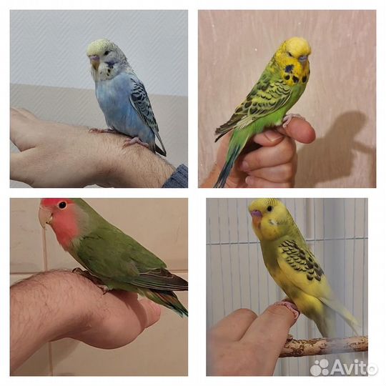 Попугай птенец ручной волнистый чех карелла