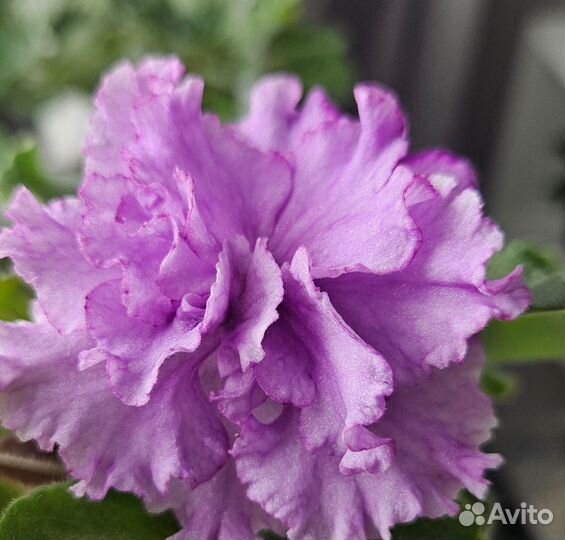 Фиалка набор 5+1