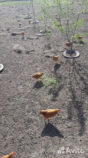 Куры породы редбро