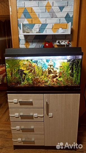 Аквариумные растения и анцитрусы