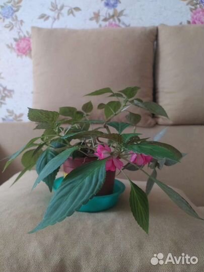 Домашние растения