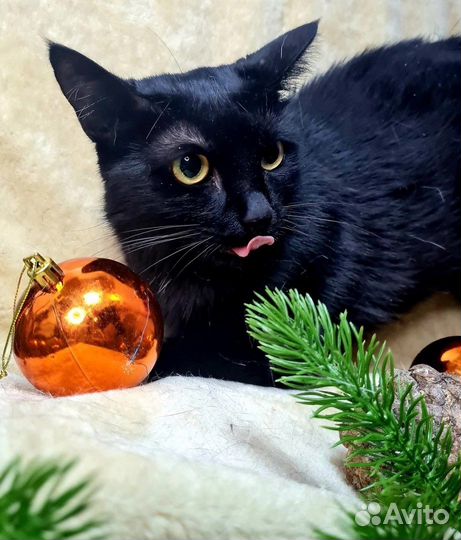 Мандрагора