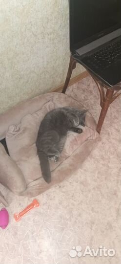 Отдам бесплатно кошку