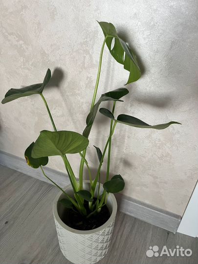 Комнатные растения