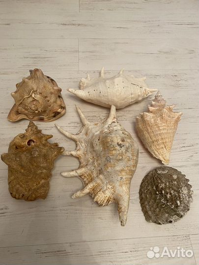 Морские ракушки раковины среднего размера