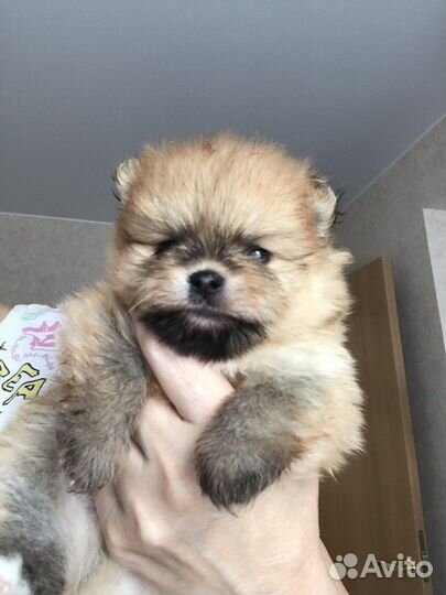 Продаю щенков