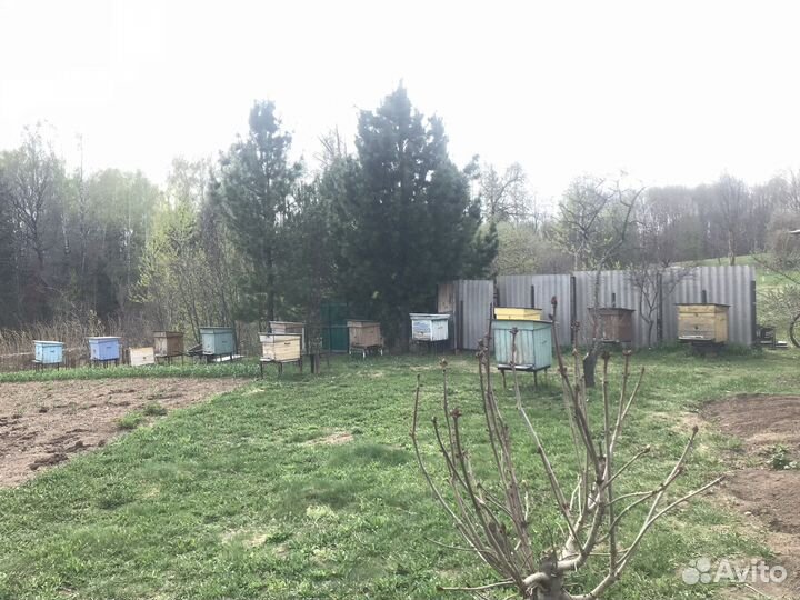 Пчелиная семья