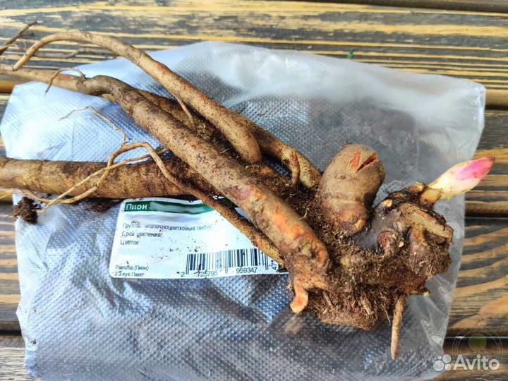 Пион Мсье Жюль Эли