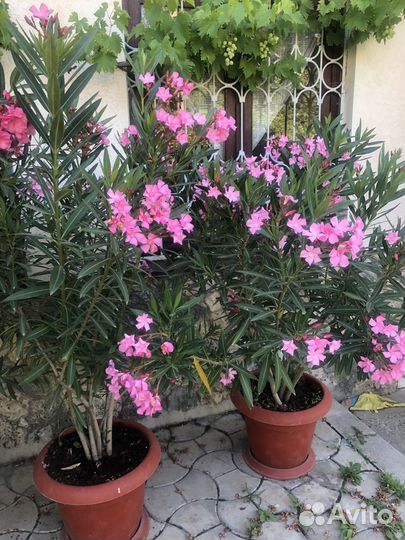 Цветок олеандр кустовой розовый 6 лет