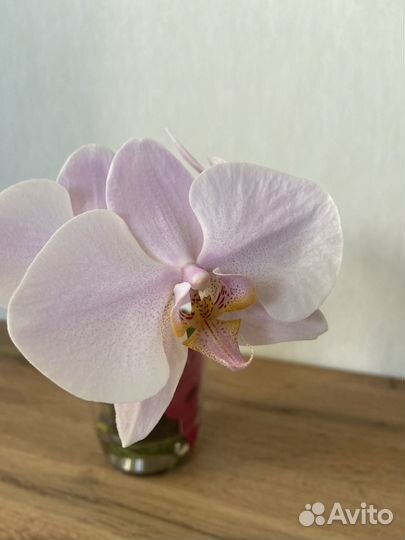 Орхидея фаленопсис