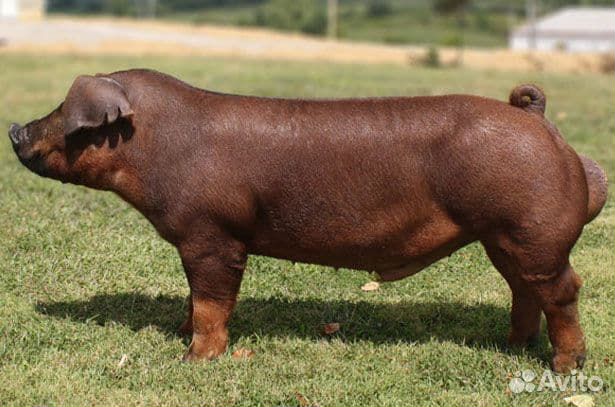 Поросята Семя хряка Искуственное осеменение