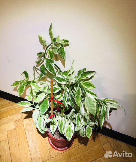 Шикарный Педилантус молочай