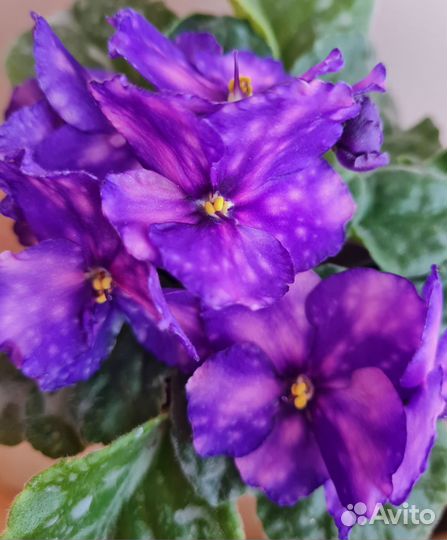 Фиалки разных сортов в наличии