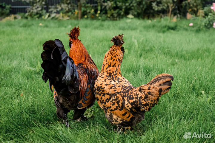 Павловское золото. цыплята в наличии