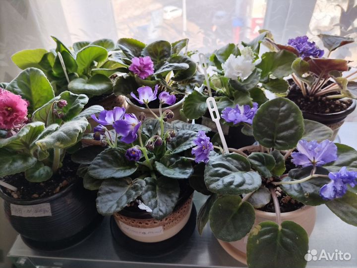 Сортовые фиалки