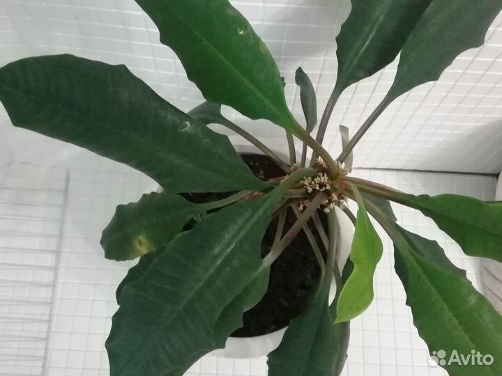 Молочай Беложилковый