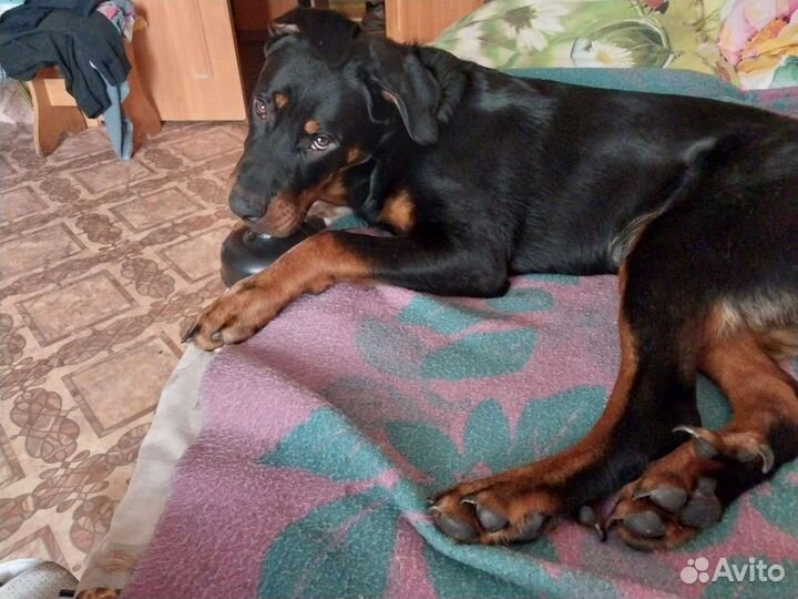Собака на вязку