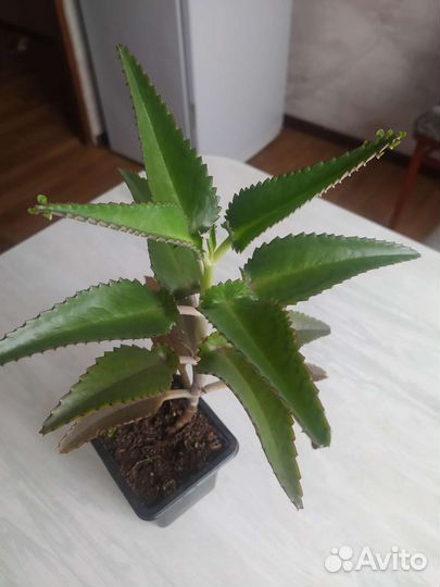 Каланхоэ лечебное
