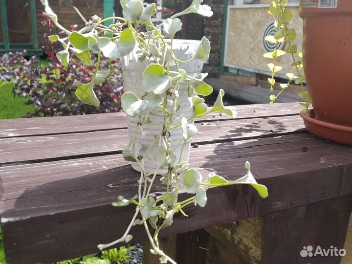 Дихондра серебристая, вербейник