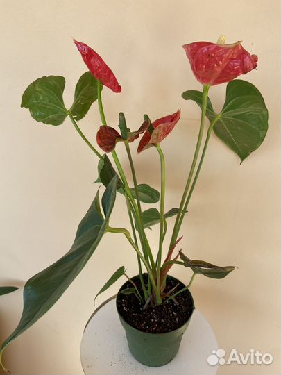 Антуриум Коралловый