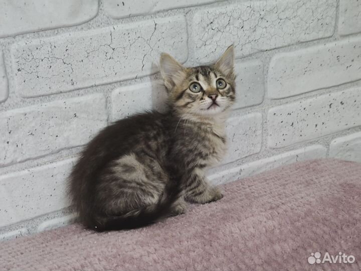 Отдам котят в добрые руки (девочки)