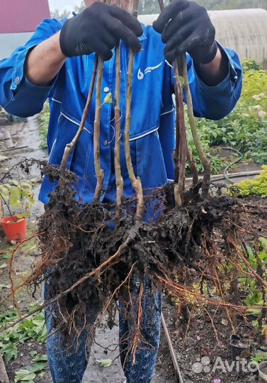 Саженцы яблони