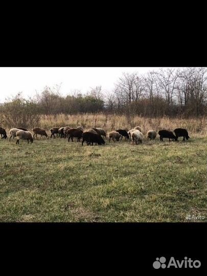 Овцы бараны ягнята