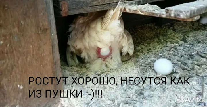 Мясокостный фарш