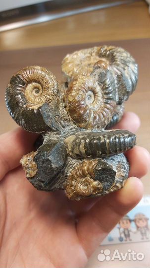 Красивое скопление аммонитов