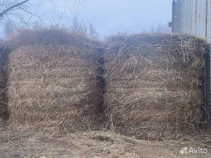 Продам сено в рулонах