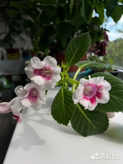 Глоксиния махровая сортовая