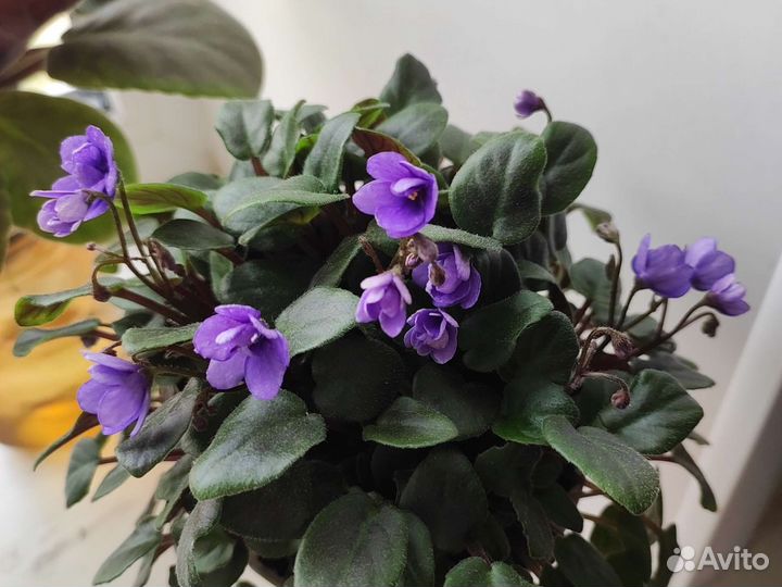 Фиалки сортовые