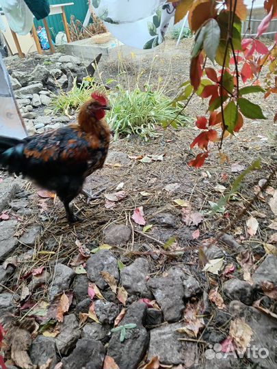 Молодые петухи