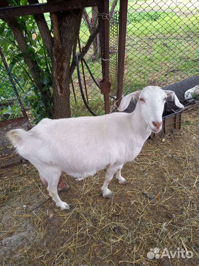 Продажа коз