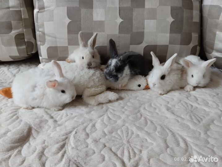 Декоративные малыши