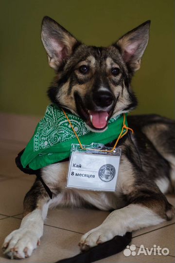 Собака бесплатно