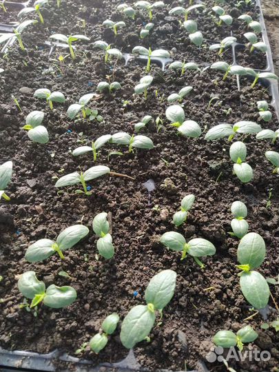 Рассада огурцов