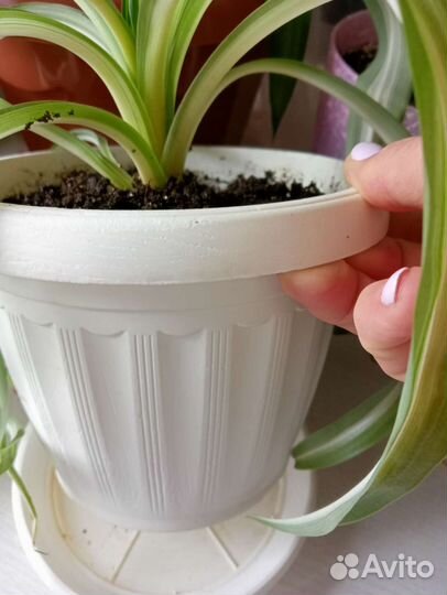 Хлорофитум кудрявый