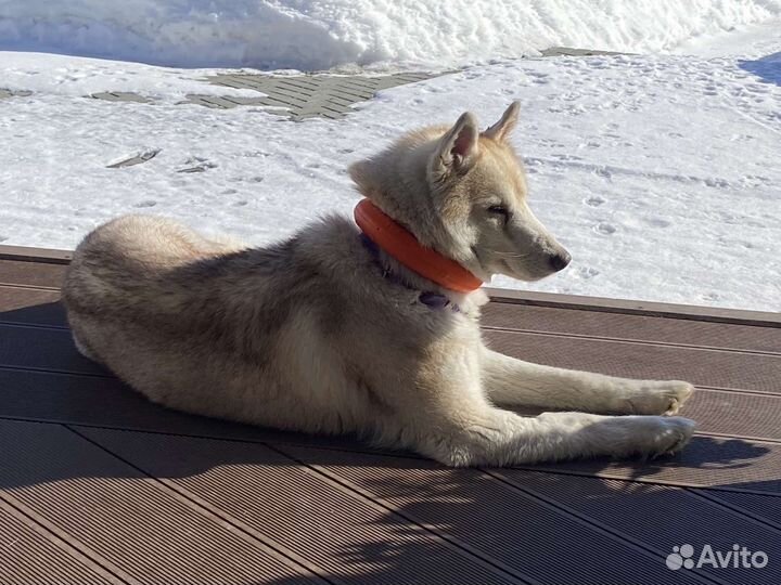 Супер собака в добрые руки