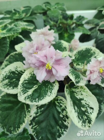 Фиалка листики