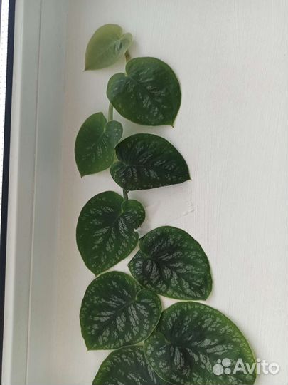 Монстера дубиа