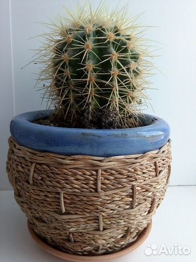 Кактус грузони