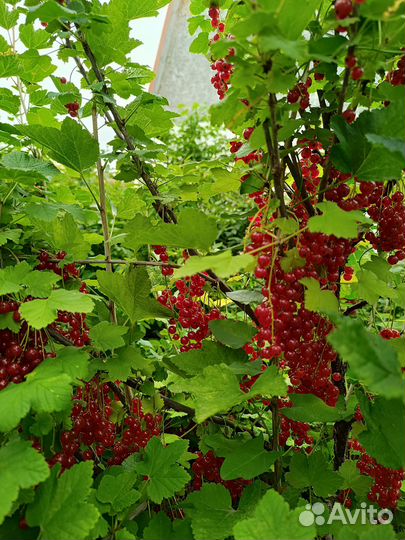 Красная смородина