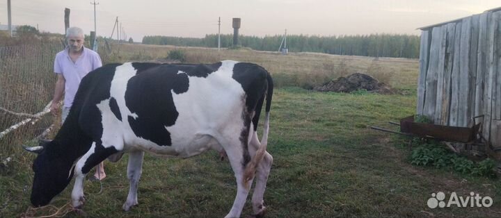 Корова хорошая дойная