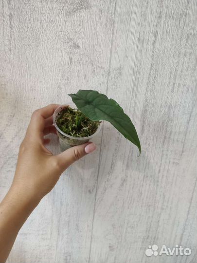 Много разных растений