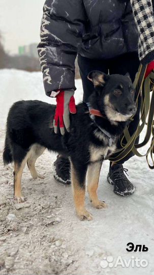 Собака в добрые руки